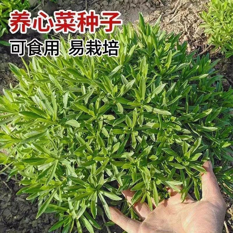 【新客立减】养心菜种子四季种植菜室外可盆栽地栽好吃植物蔬菜籽