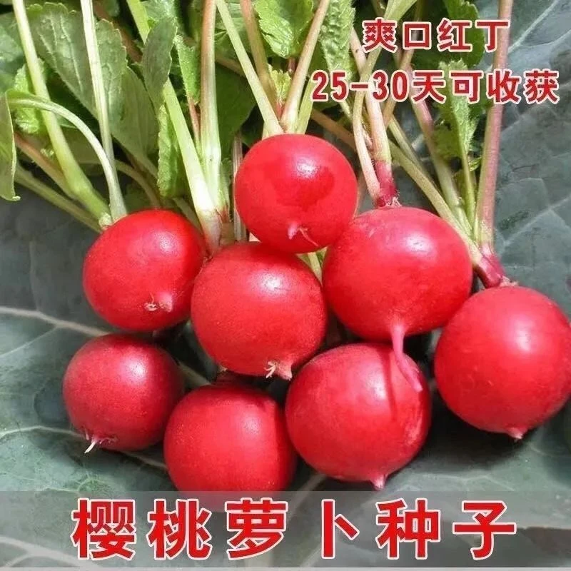 (新客立减)四季樱桃萝卜水果萝卜生吃红皮白肉小萝卜脆甜多汁阳台