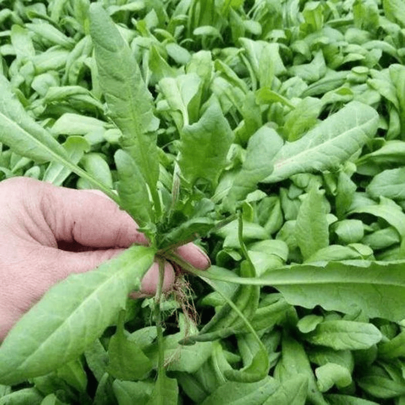 (买二送一)荠菜种子野生荠荠菜大叶野菜种籽阳台四季盆栽青菜蔬菜
