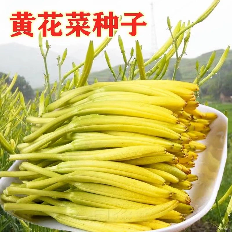 (新客立减)野生黄花菜种子春秋播种盆栽类野菜金针菜种蔬菜耐热寒