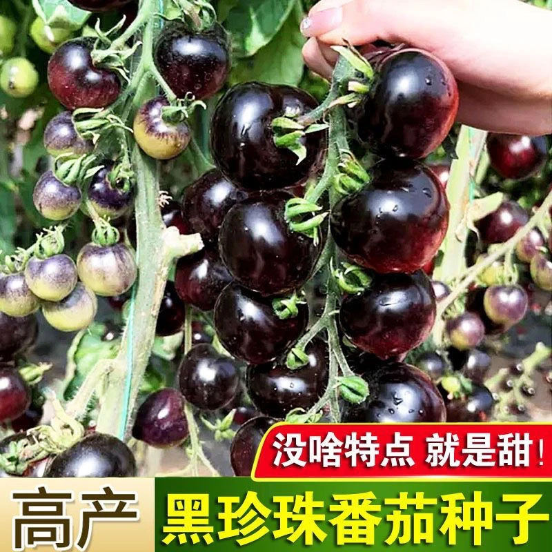 黑珍珠樱桃黑番茄种子四季小黑西红柿种籽西黑柿四季蔬菜种子全国