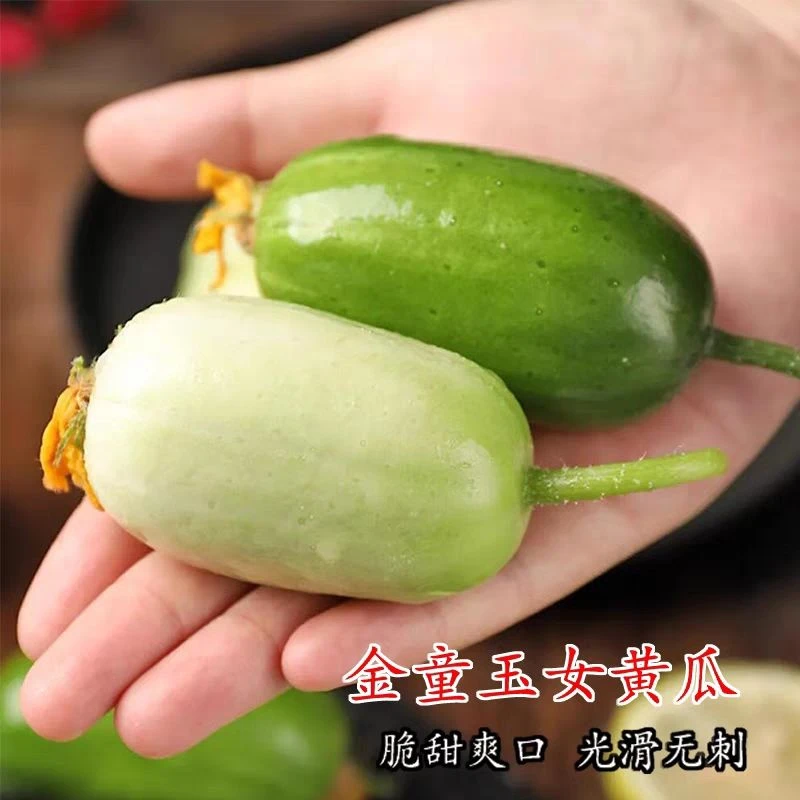 迷你小黄瓜种子金童玉女水果黄瓜种籽春夏季四季阳台盆栽蔬菜种孑