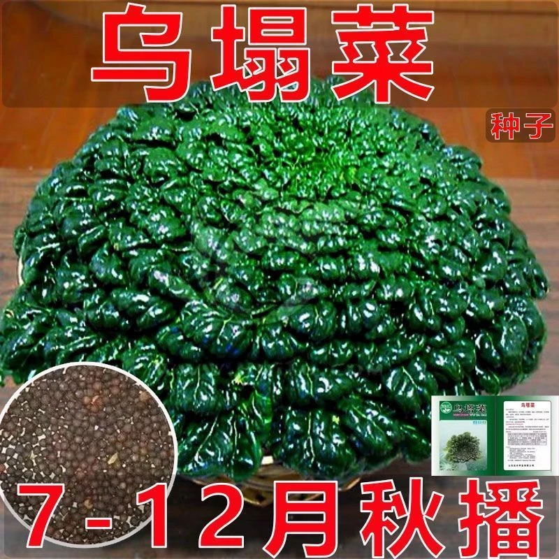 乌塌菜菜种子耐寒黄心乌塌菜籽菊花心乌塔菜种籽秋冬青菜蔬菜种孑