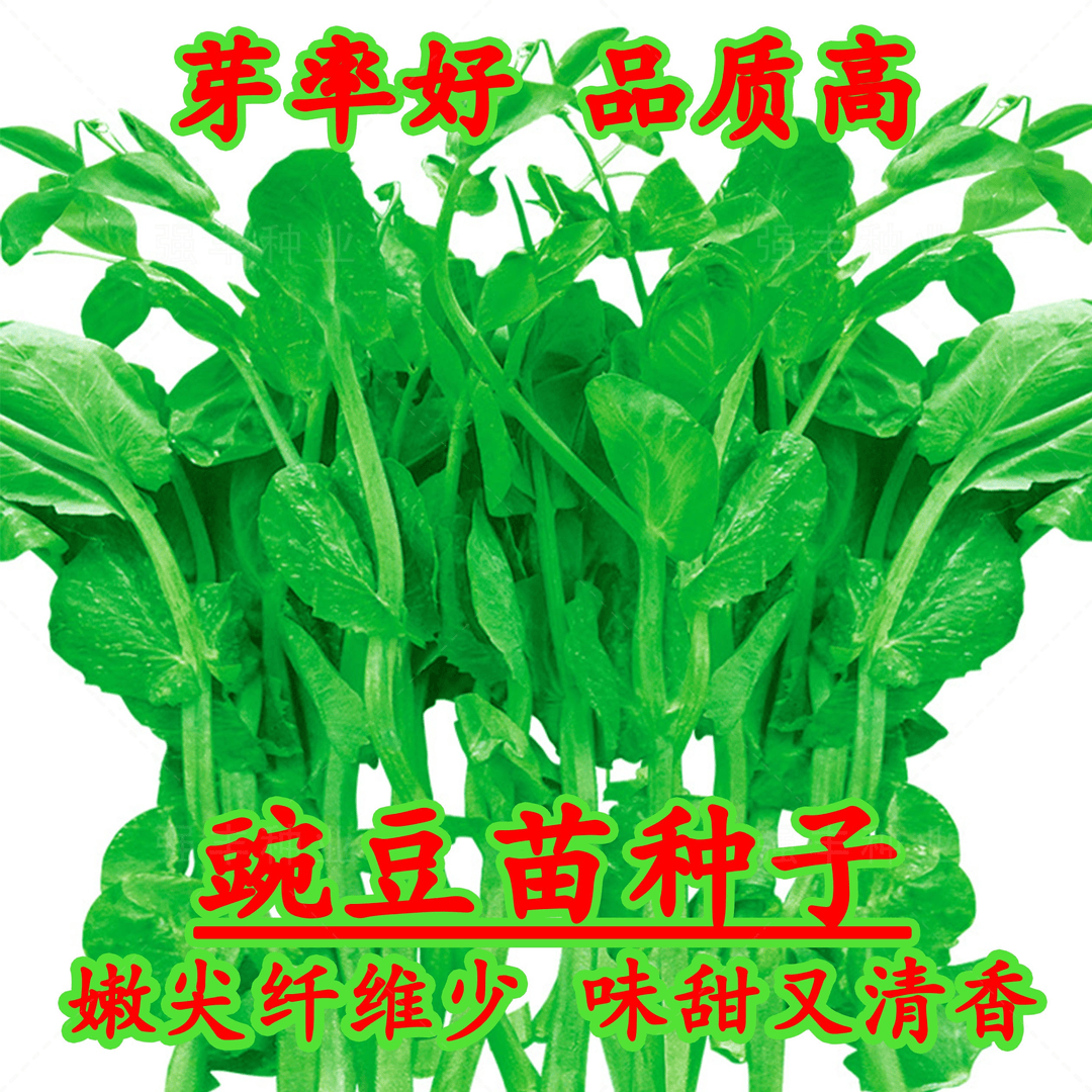 (买二送一)无须豌豆苗种子豌豆尖种四季易种阳台盆栽秋冬蔬菜种子