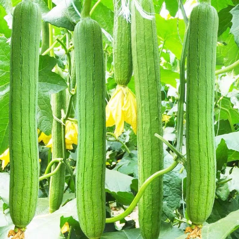 (新客立减)五叶香丝瓜种子季节丝瓜种籽早熟全国长丝瓜籽四季播种
