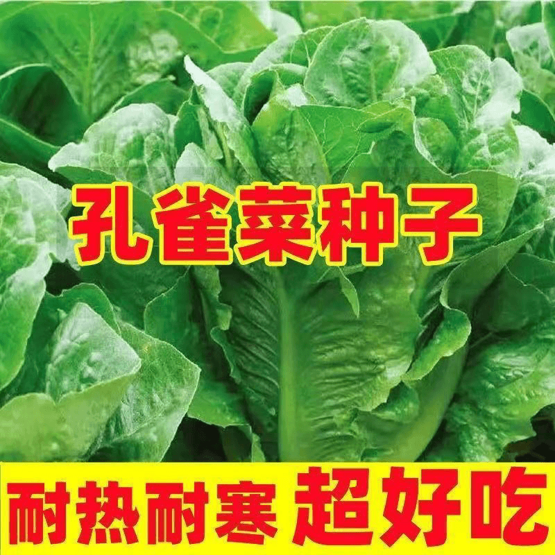 (买二送一)孔雀菜脆香甜罗马直立生菜种籽生长迅速四季播种蔬菜种
