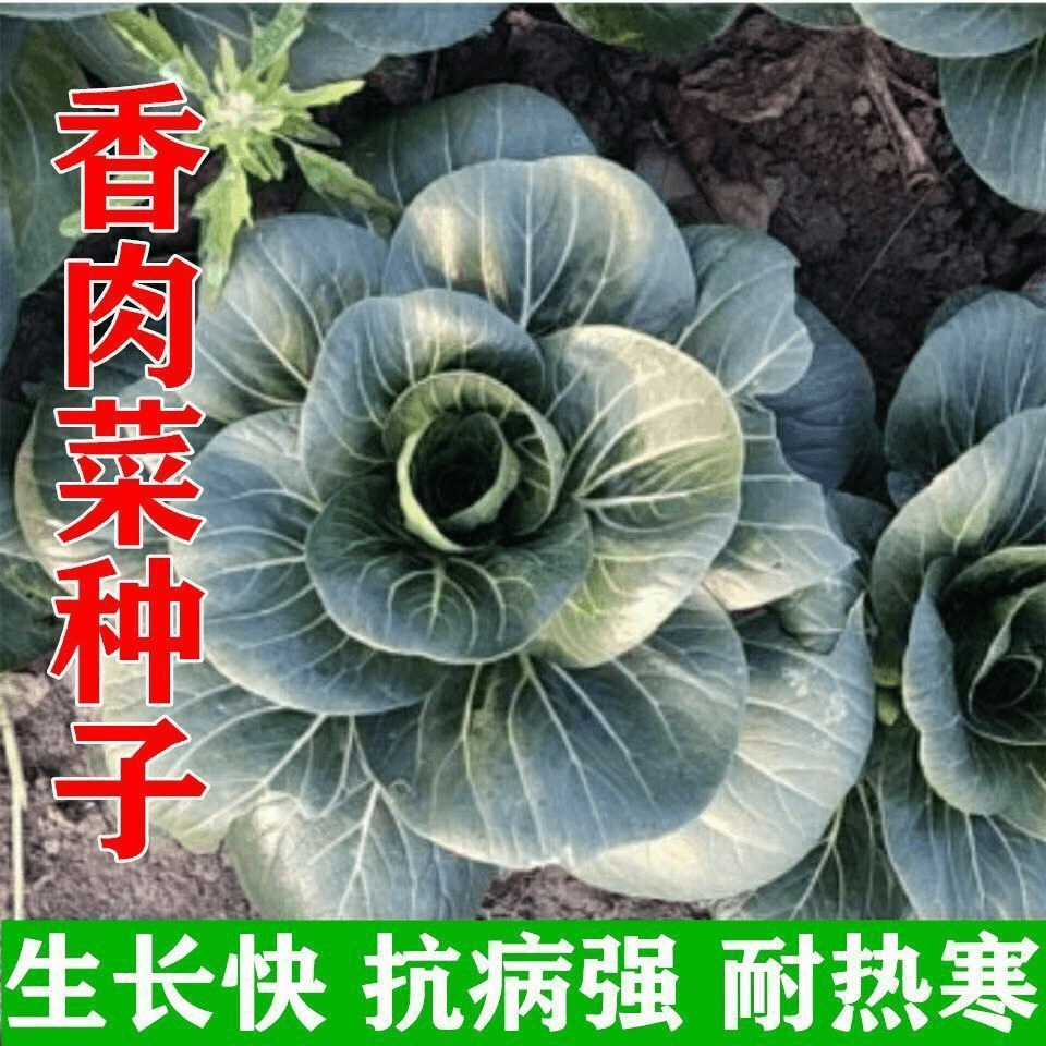 【买二送一】台湾香肉菜种子耐寒耐热春秋四季播种青菜蔬菜种子