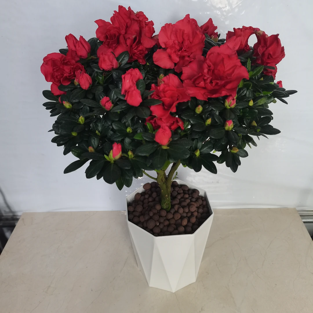 红宝石杜鹃花盆栽喜阳花卉绿植比利时西洋杜鹃阳台室内吸甲醛好养