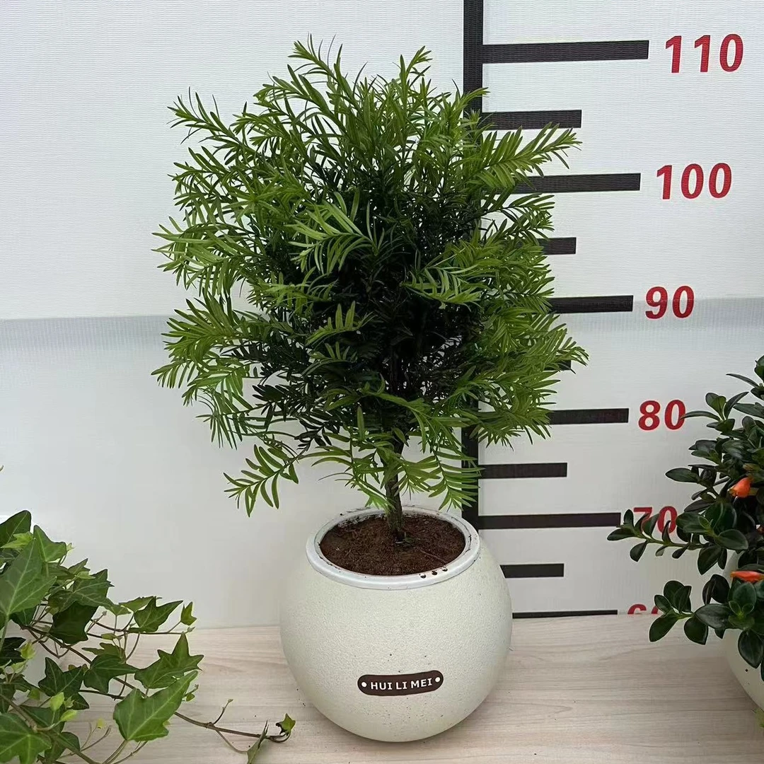 红豆杉盆栽绿植物四季常青室内阳台庭院地载盆景树苗净化空气美观