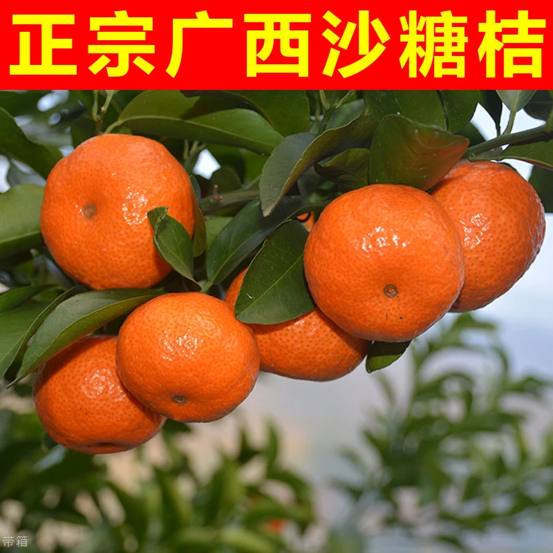 正宗广西砂糖橘沙糖桔当季新鲜水果现摘现发橘子桔子精选果