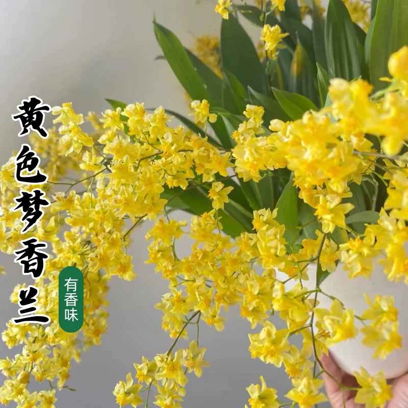 【一物一拍】梦香兰发财黄色室内桌面盆栽兰花带香味好养花期长年宵