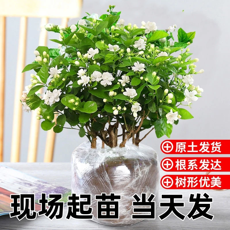 基地现挖当天起苗当天发货重瓣茉莉花盆栽原土泥球送肥开花精选