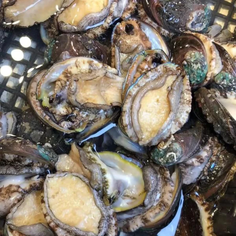 【保鲜不保活】钱库里新鲜鲍鱼2斤5-6头鲍 顺丰包邮 仅发辽宁