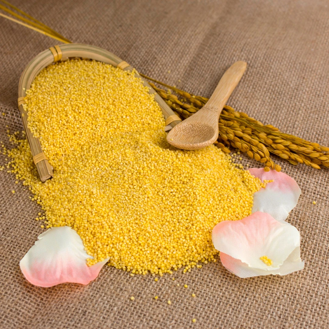 寒天沃土丨敖汉K1金苗小米丨金黄丨油亮