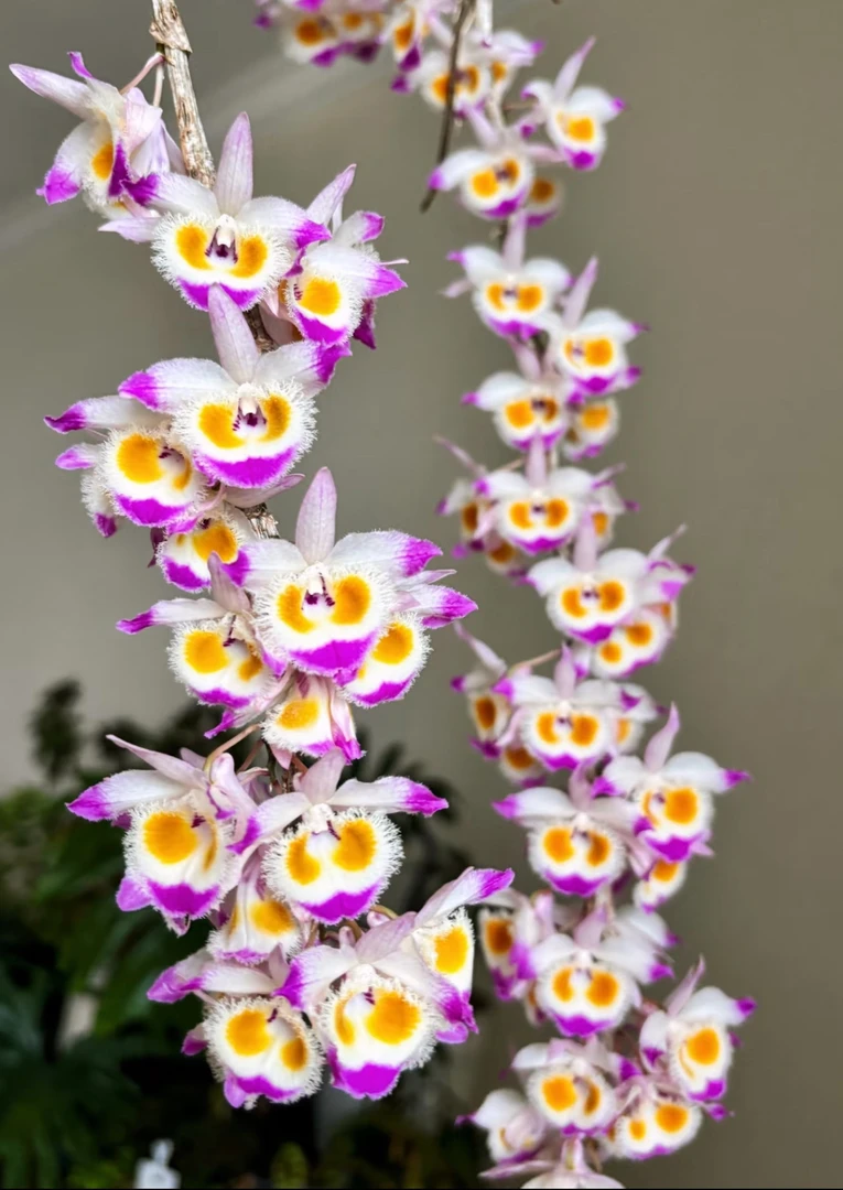 紫皮石斛一物一拍