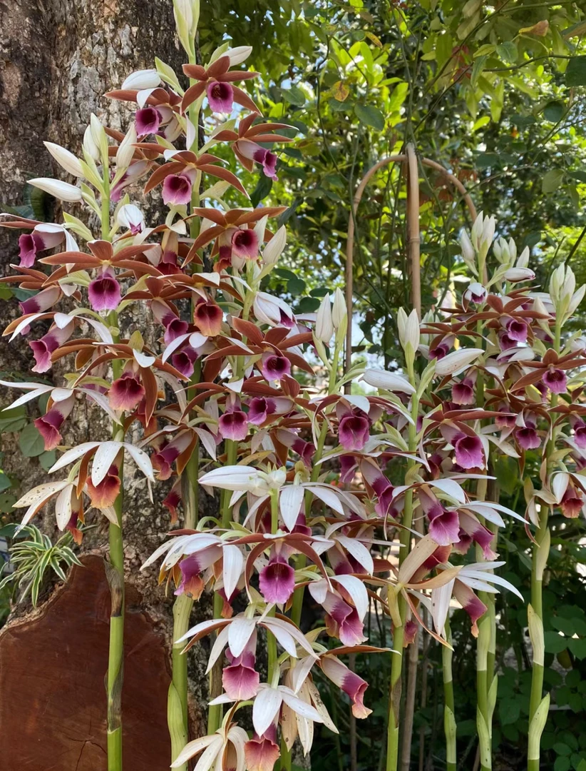 石斛兰一物一拍盆栽组合