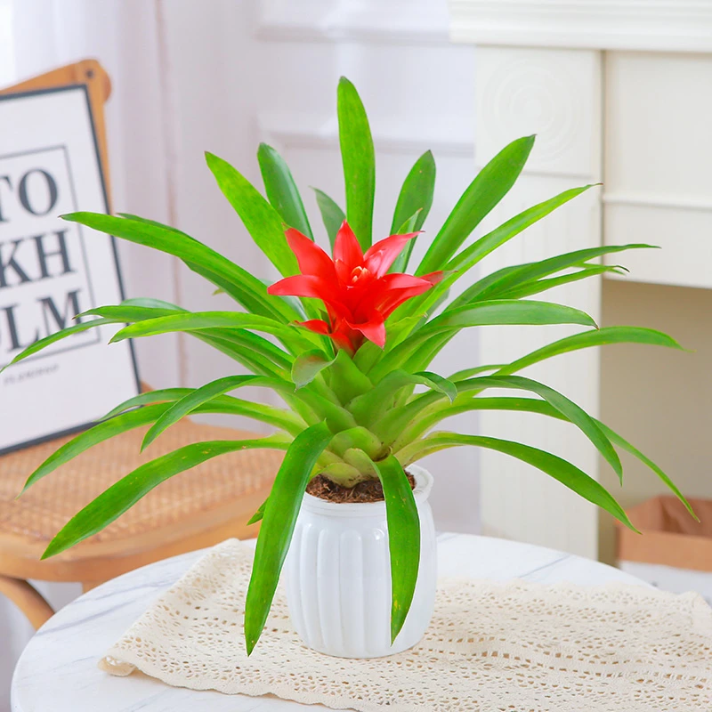 【鸿运当头】桌面小盆栽客厅财源滚滚水培绿植耐旱好养