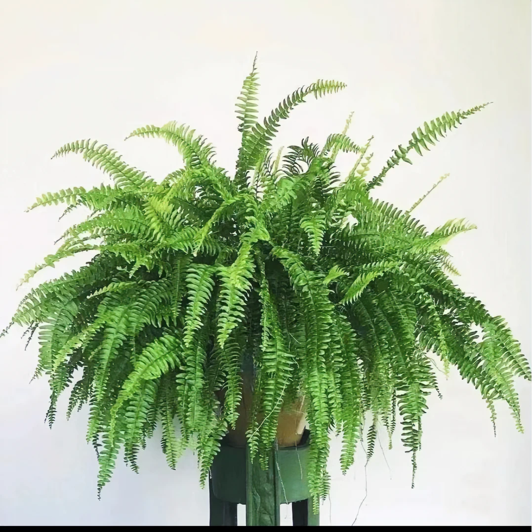 波士顿蕨前台观叶盆栽垂吊四季常青净化空气好养护