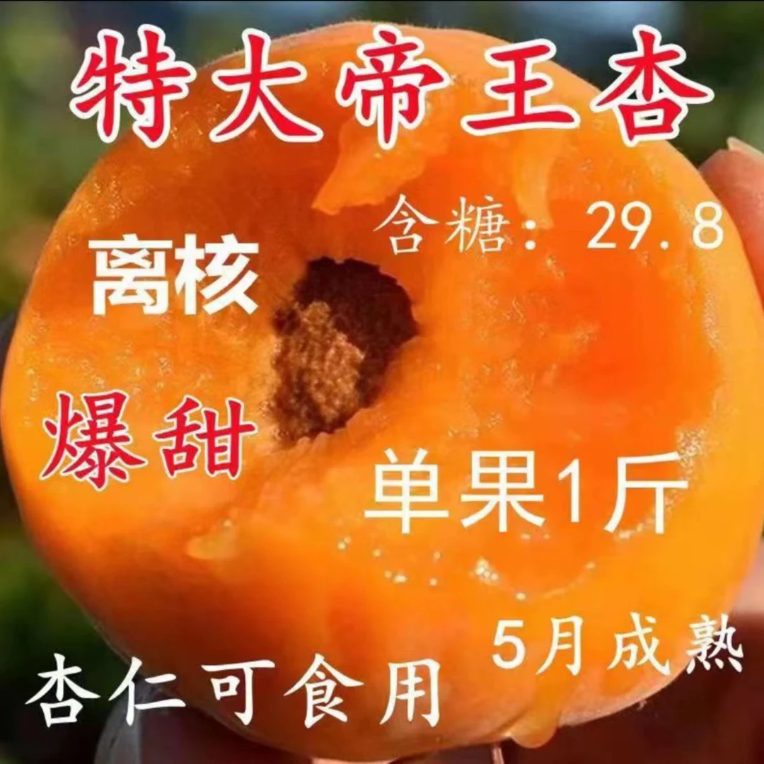 特大帝王杏树苗南北方种植