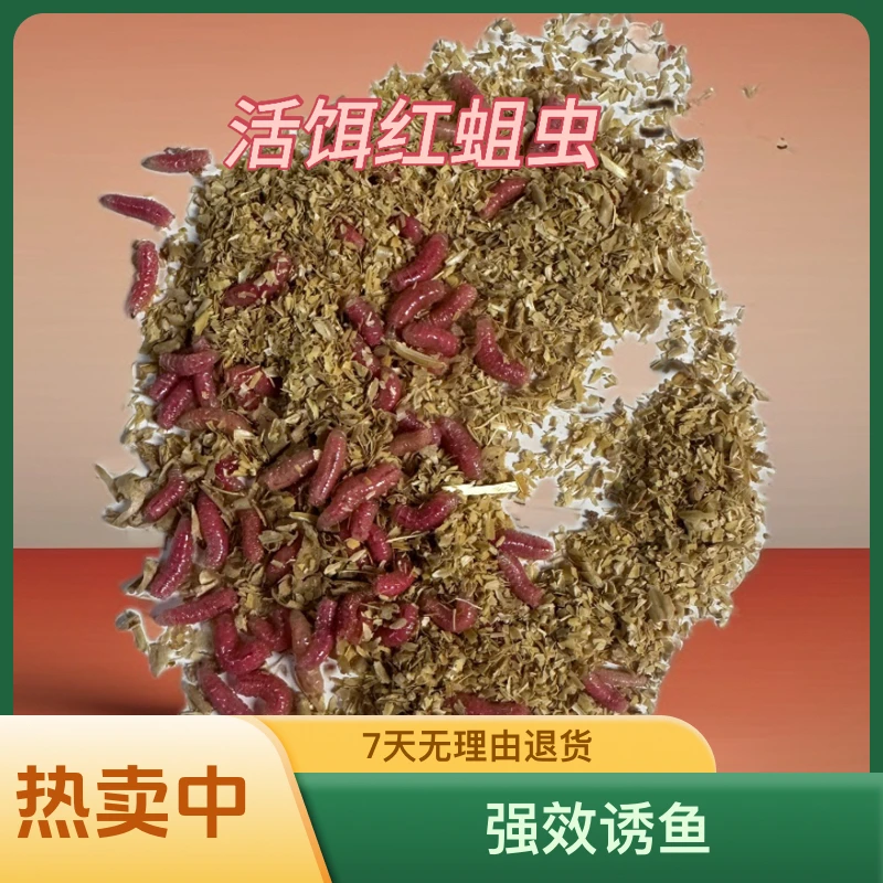 钓鱼鲜活蛆虫昆虫鱼饵生鲜鱼饵垂钓溪流河流湖泊