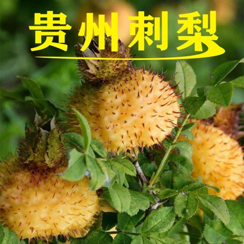 贵州刺梨鲜果新鲜现摘现发可泡酒泡水泡茶榨汁生吃山地当季VC果