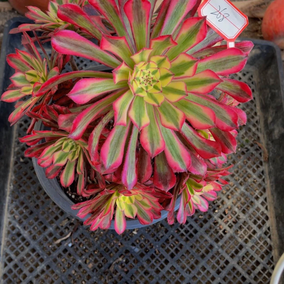 【闪购商品】268铜壶白