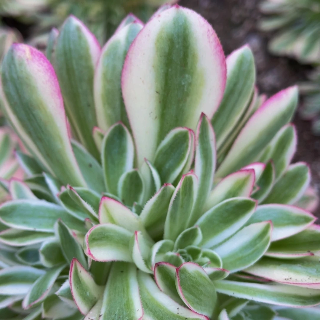 【闪购商品】荔枝量拍多肉