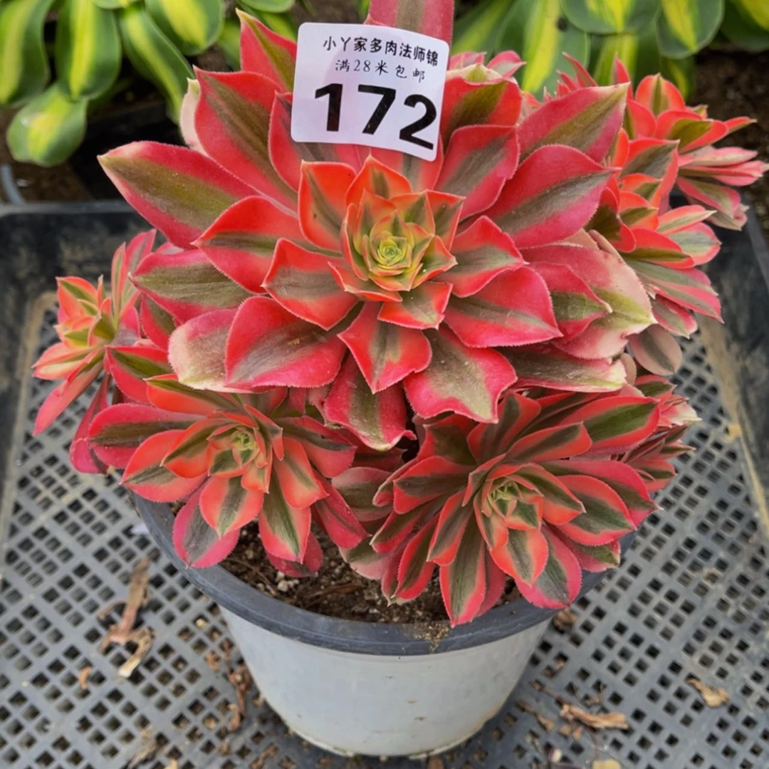 【闪购商品】172粉女巫多肉