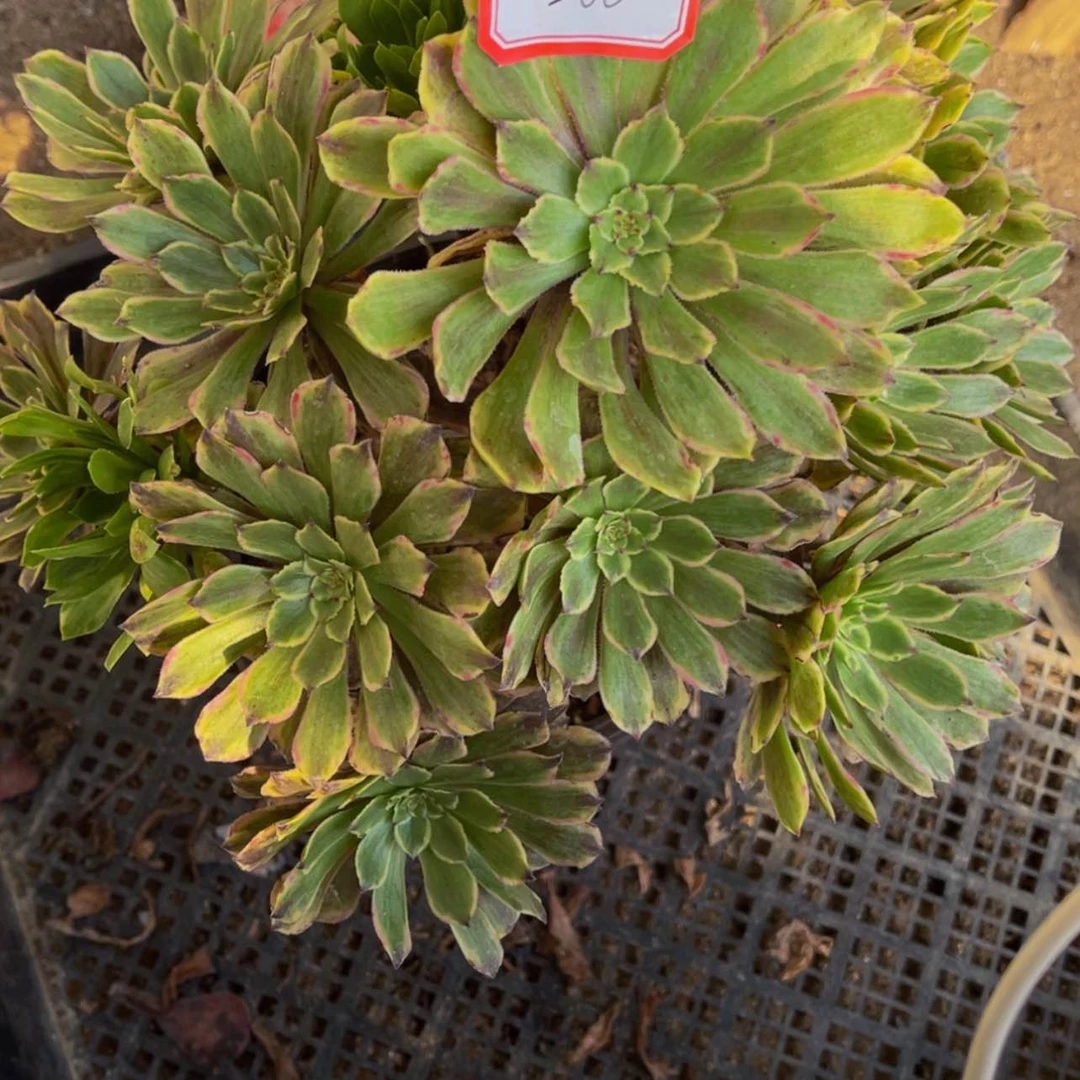 【闪购商品】266粉黛