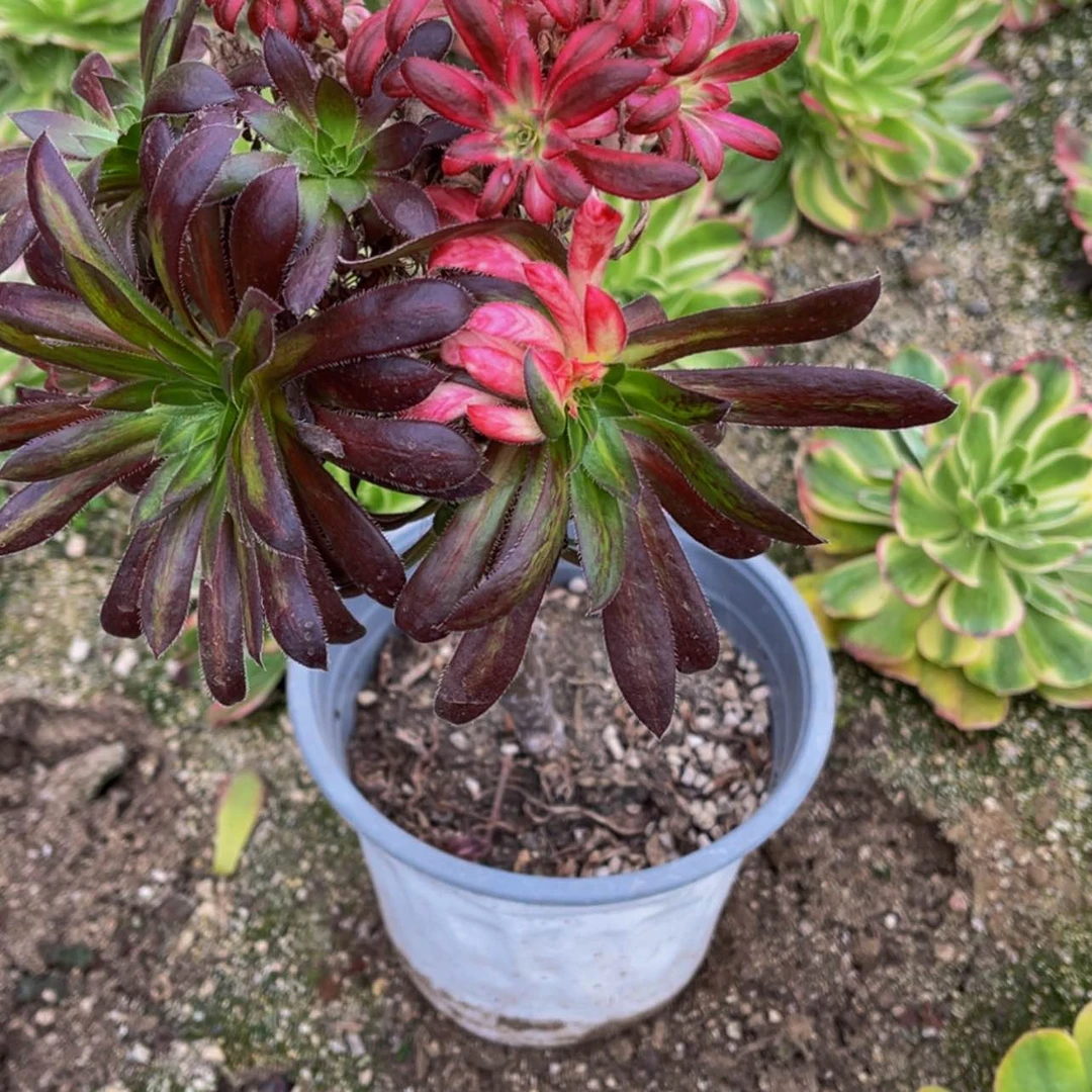 【闪购商品】200 朱雀彩虹多肉