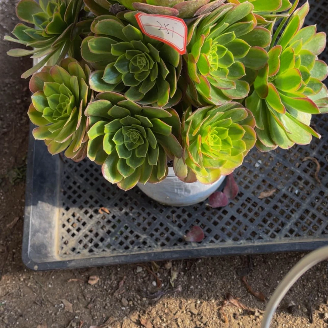 【闪购商品】251奶白多肉