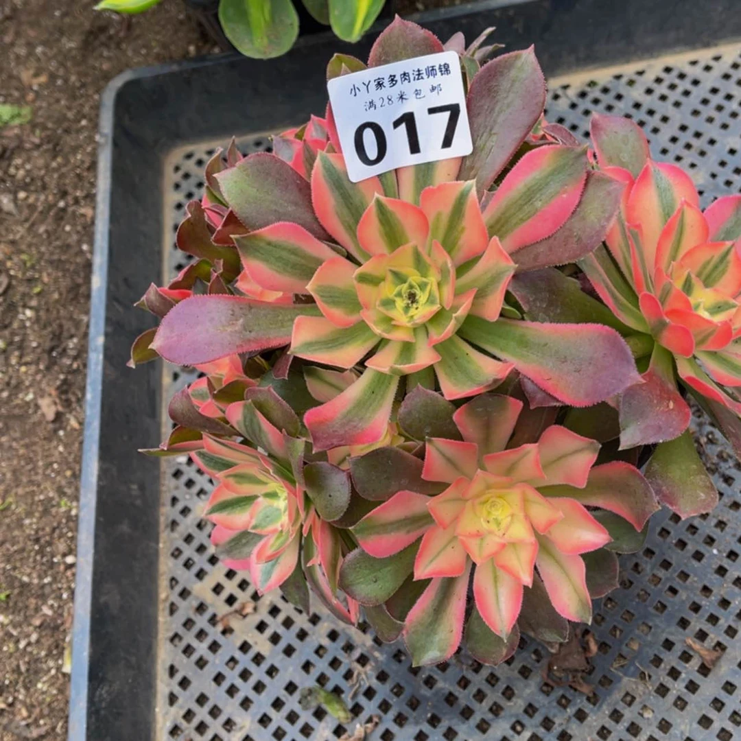 【闪购商品】017香妃多肉