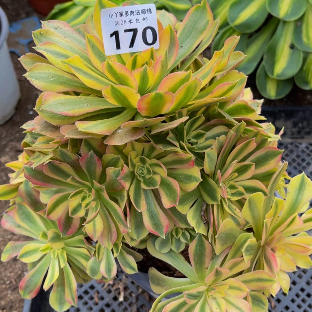 【闪购商品】170红袖多肉