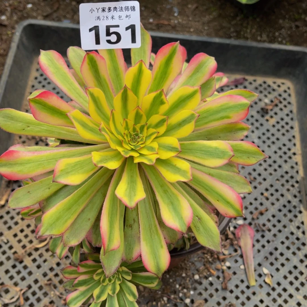 【闪购商品】151粉舞天姬
