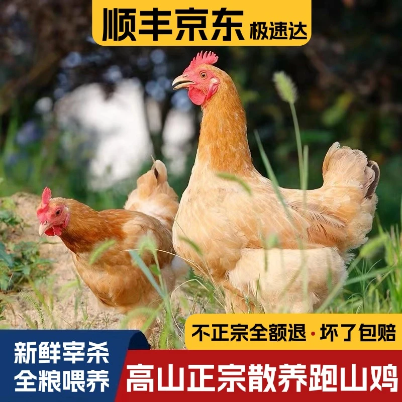 正宗【跑山鸡】吉臻选土鸡皖南高山散养谷饲新鲜童子鸡老母鸡