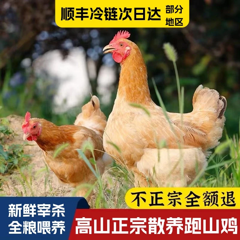 【食安放心】孩子爱吃吉臻选土鸡皖南高山散养谷饲新鲜童子鸡粮食鸡