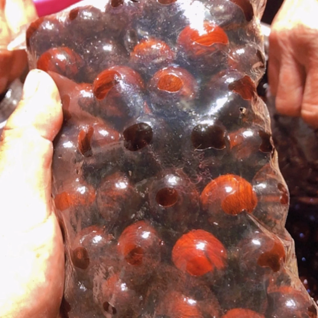 【闪购商品】红贵宝疯*