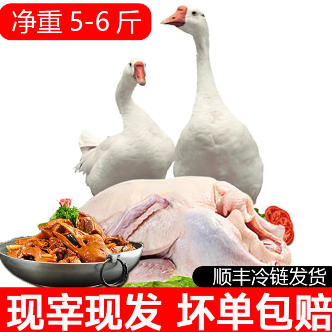 散养大鹅精养一年宰割后净重5-6斤净膛不带内脏整只鹅肉顺丰冷链