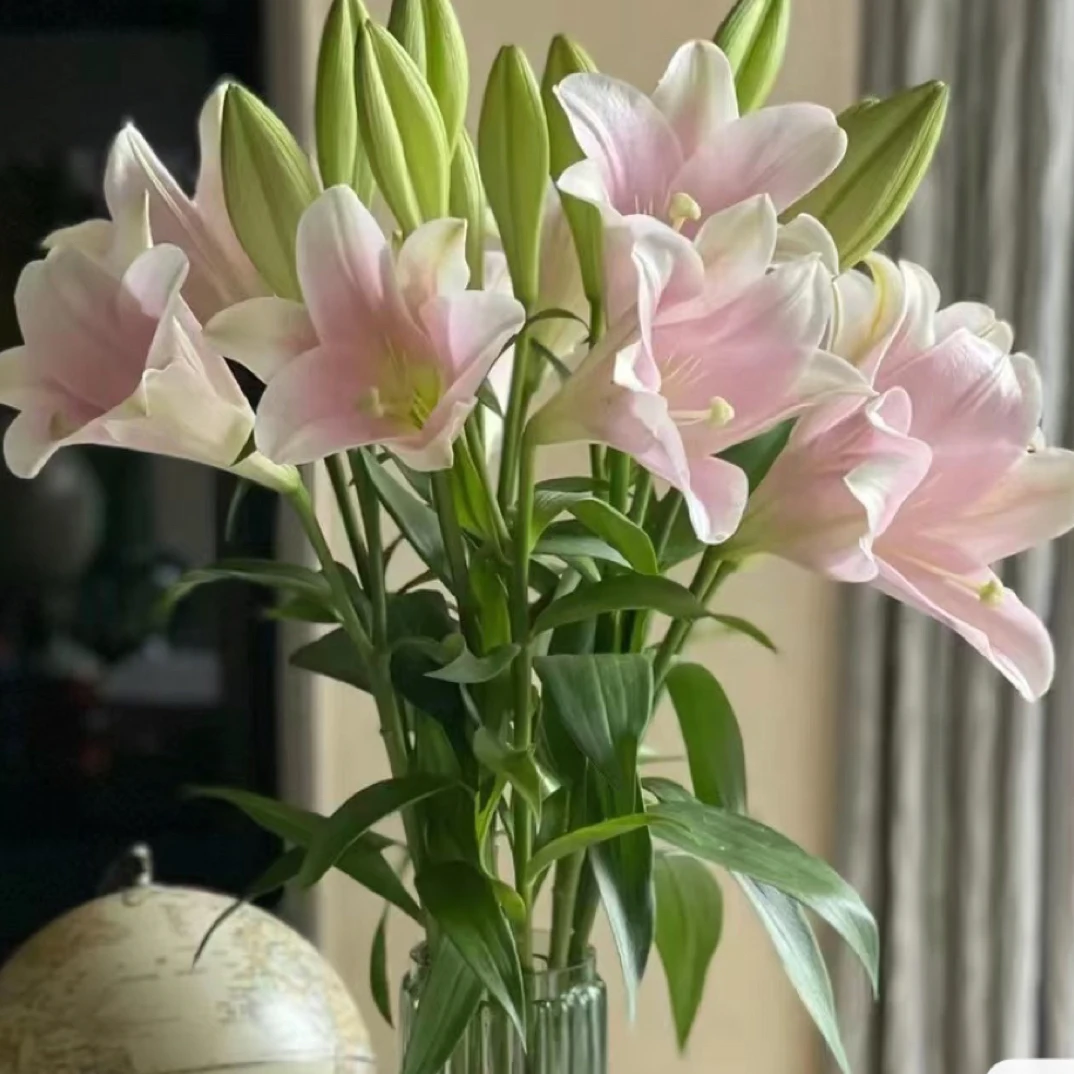 双AA3头 粉铁炮 5支 香水百合 一单中通冷链 任意2单顺丰冷链