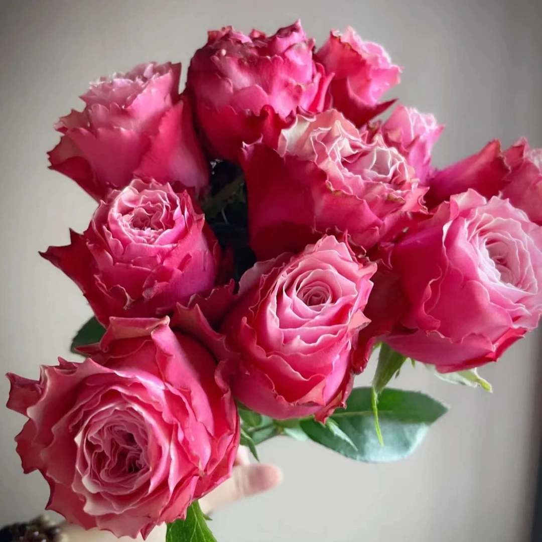 10枝伯利兹  玫瑰  云南基地直发  收到要醒花