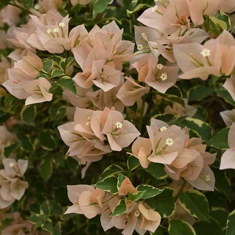 森朴【金边马斯佩拉克】落日余晖般的花色美感四季嫁接盆栽