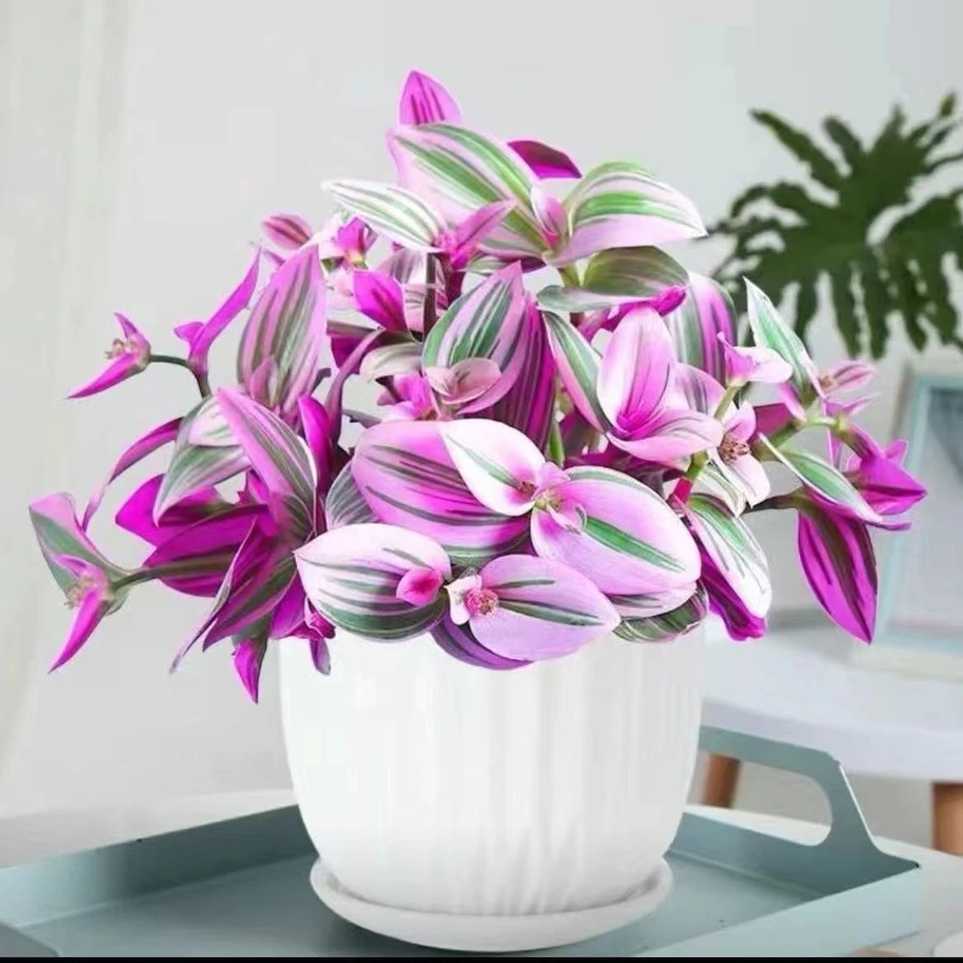 油画婚礼吊兰紫色植株鲜活净化空气办公桌室内桌面花卉植物盆栽