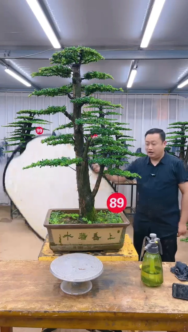 【闪购商品】精品盆景  一物一拍