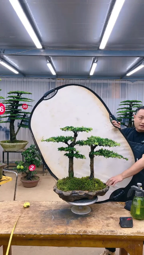 【闪购商品】精品盆景  一物一拍