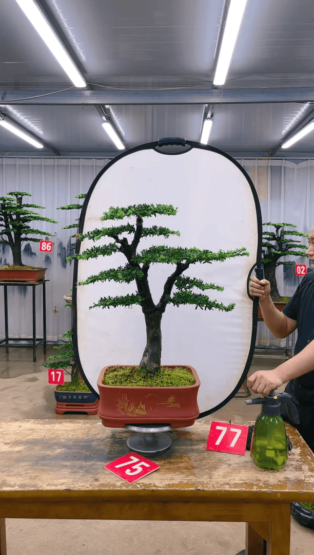 【闪购商品】精品盆景  一物一拍