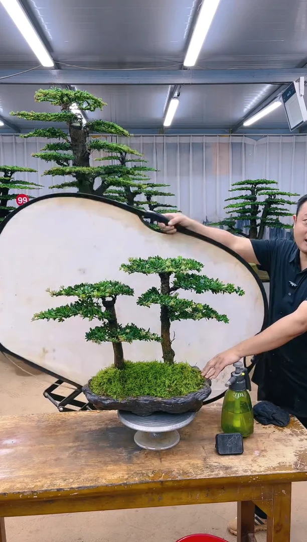 【闪购商品】精品盆景  一物一拍