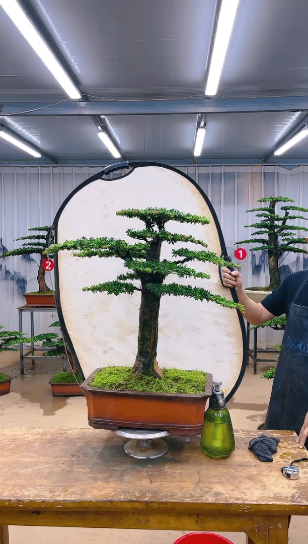 【闪购商品】精品盆景  一物一拍