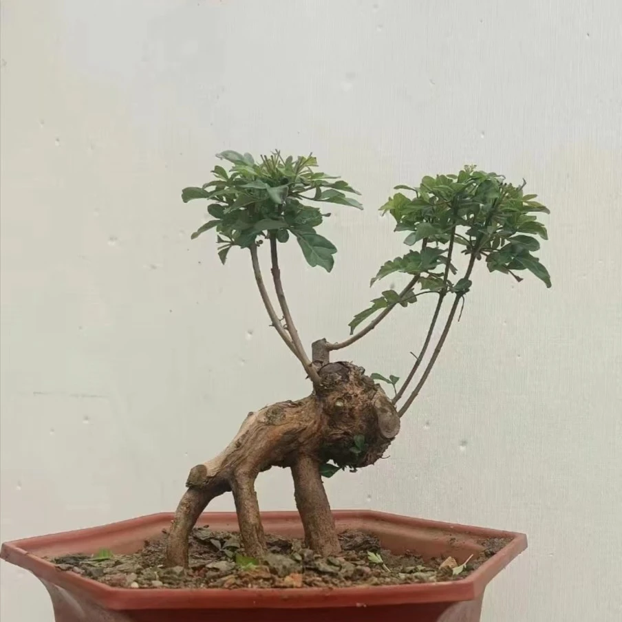 黄荆（枯木亦能逢春，绝处也能逢生）