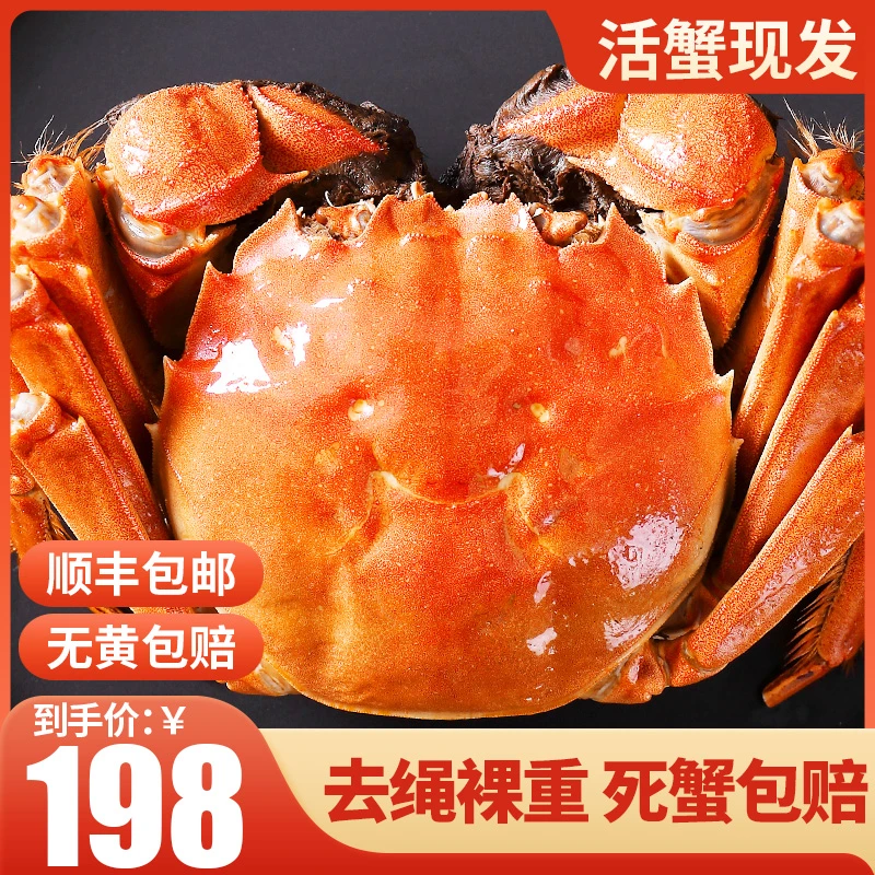 【活蟹现发】全母蟹2.6-2.3两8只装现货大闸蟹鲜活螃蟹礼盒装顺丰Z