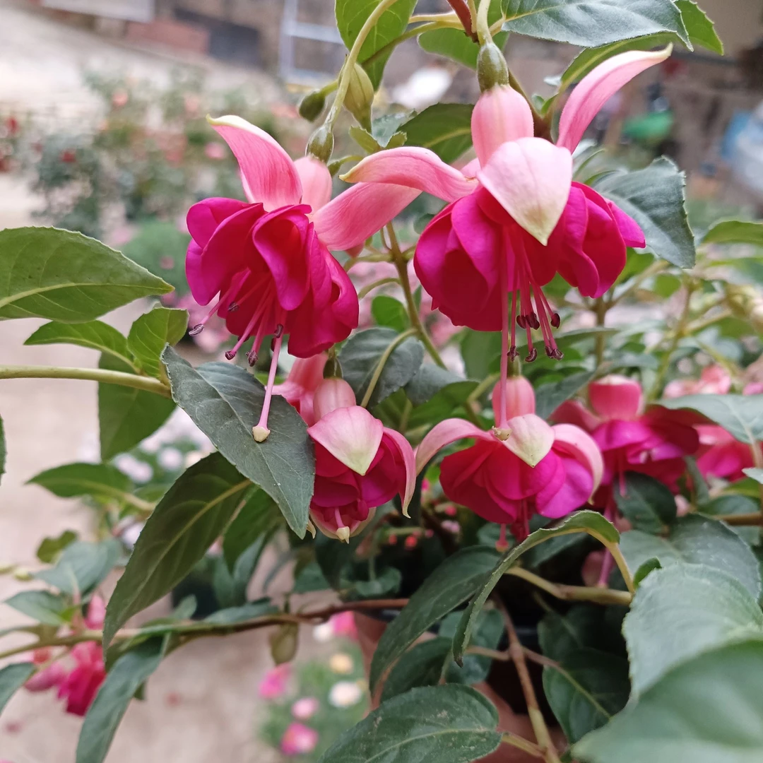 (粉蝴蝶)丛生中花型重瓣红花四季花卉